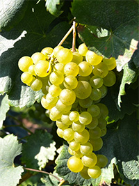 Biovin / ekologiskt vin internetshop - BIOVIN [pur]